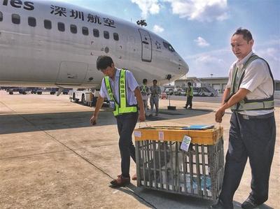 禄口国际机场推出宠物托运服务